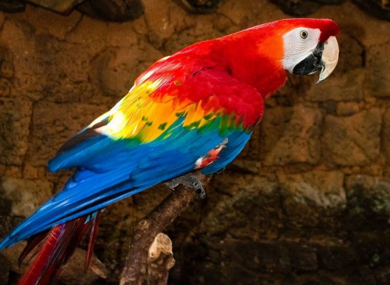 Самые крупные и красивые попугаи