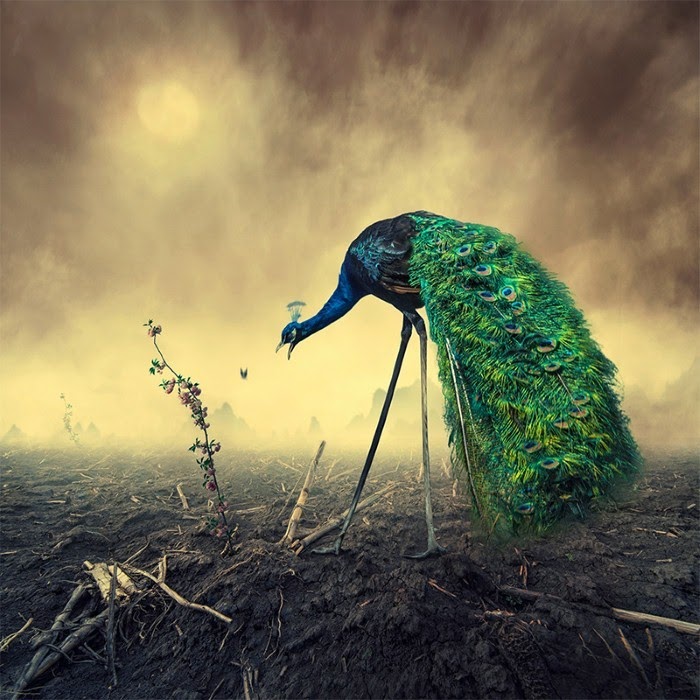 Потрясающие фотоиллюстрации от Караша Йонуц