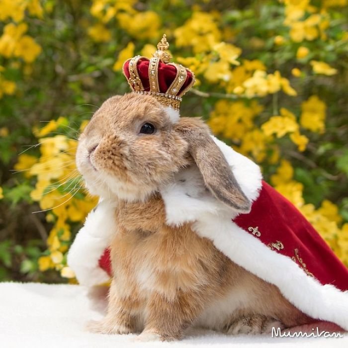 Стильный кролик Пэй-Пэй покоряет Instagram