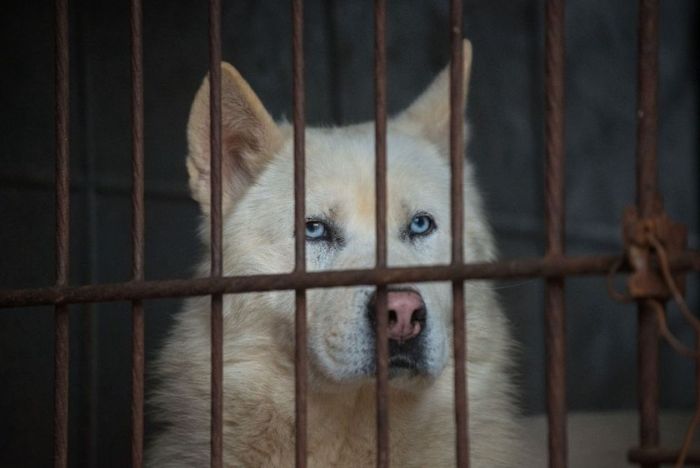 В Южной Корее спасли 200 собак, которых должны были съесть