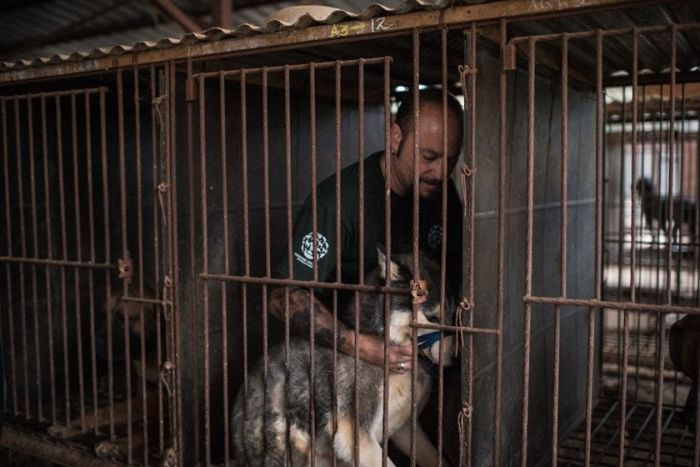 В Южной Корее спасли 200 собак, которых должны были съесть