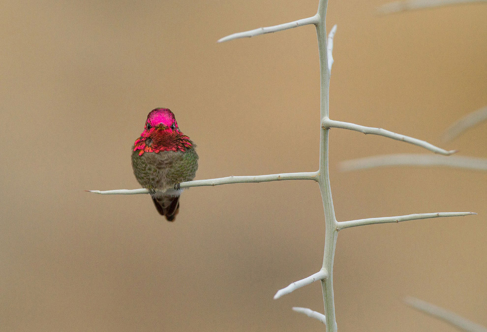 Птичий фотоконкурс Audubon Photography Awards 2016