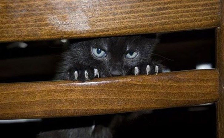 25 кошек, которые выглядят угрожающе