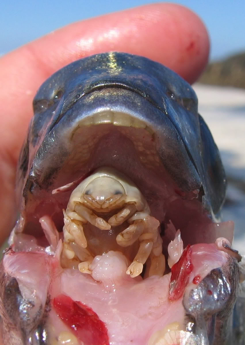 Мокрица, пожирающая язык рыб