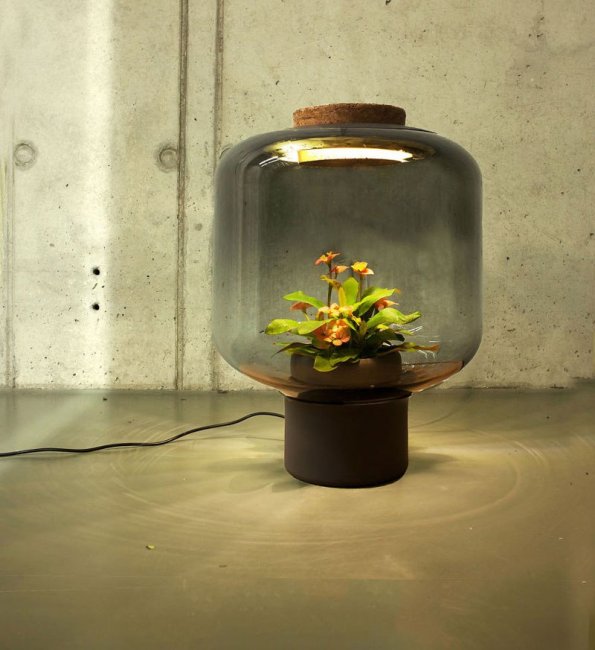 Растение в лампе, не требующее ухода