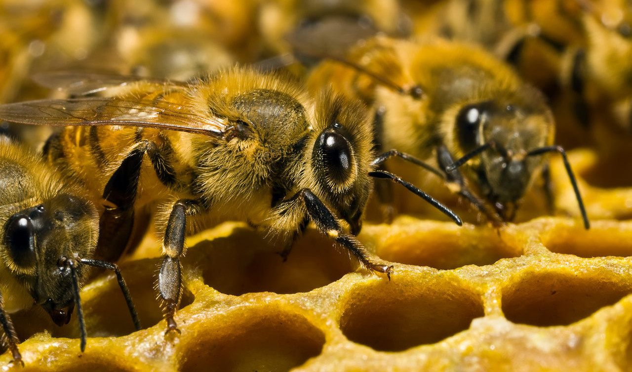 5 фактов о пчелах, которые изменят наше представление о них