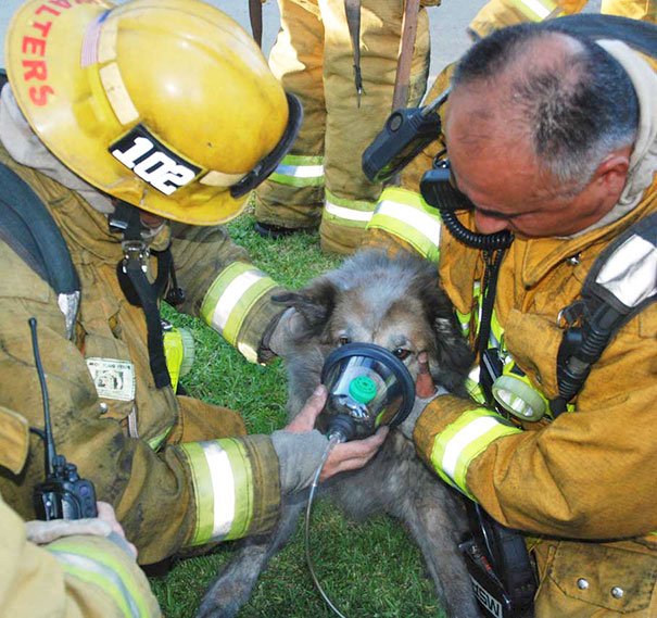Пожарные, которые спасли домашних животных
