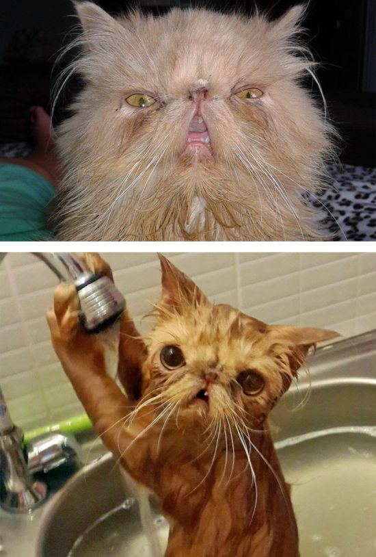 Прикольные фотографии кошек до и после купания