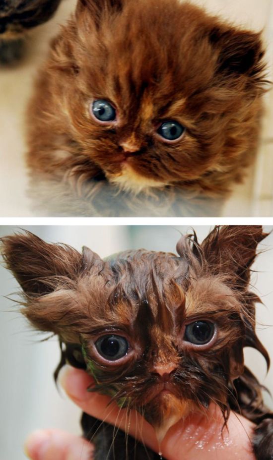 Прикольные фотографии кошек до и после купания