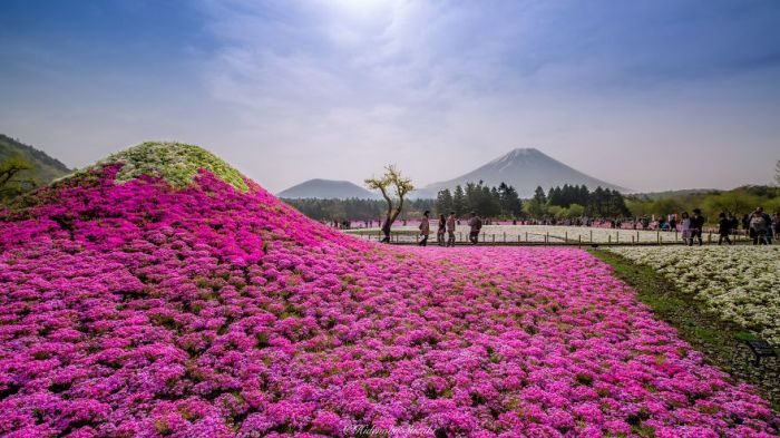 Красоты весенней Японии