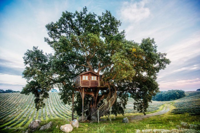Домик на дереве посреди лавандового поля