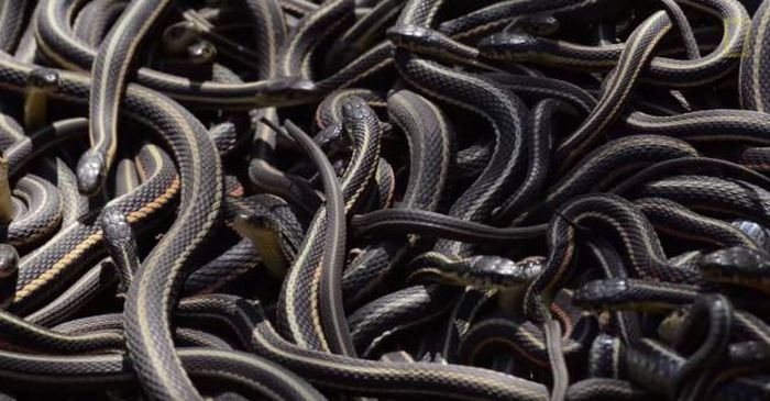Канадский заповедник Narcisse Snake Dens в брачный сезон змей