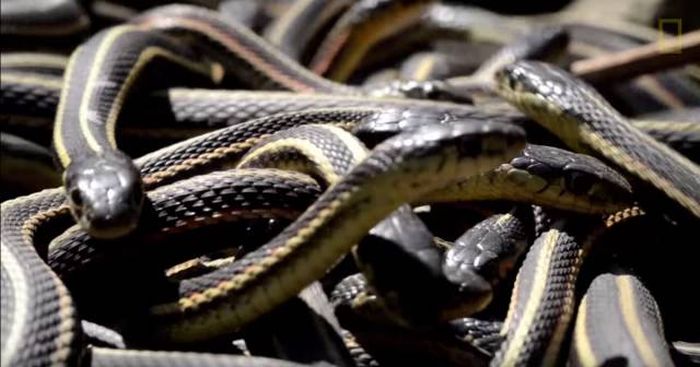 Канадский заповедник Narcisse Snake Dens в брачный сезон змей