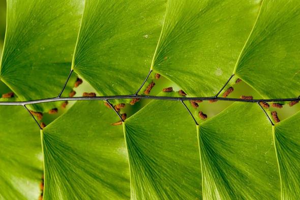 Завораживающая геометрия у растений в природе