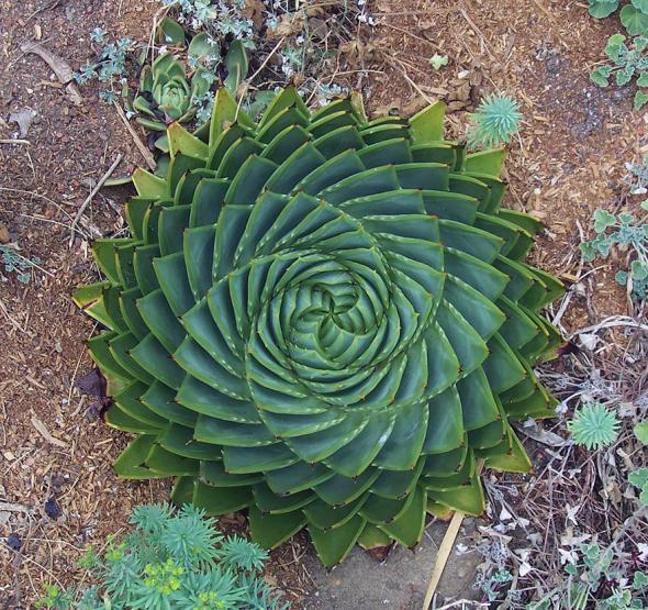 Завораживающая геометрия у растений в природе