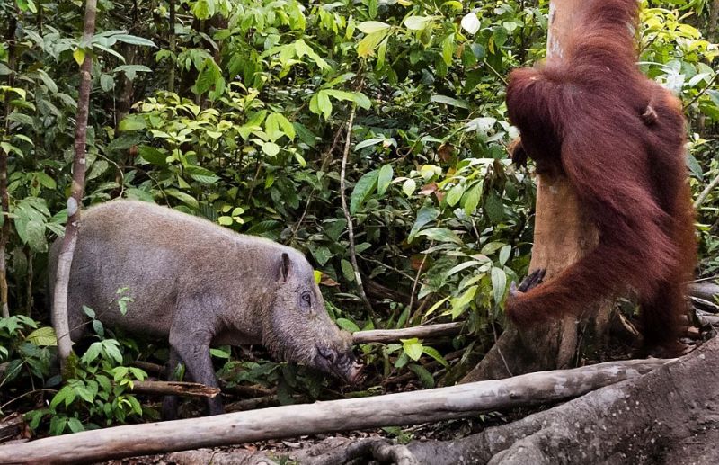 Самка орангутанга отогнала палкой кабана от своего детеныша