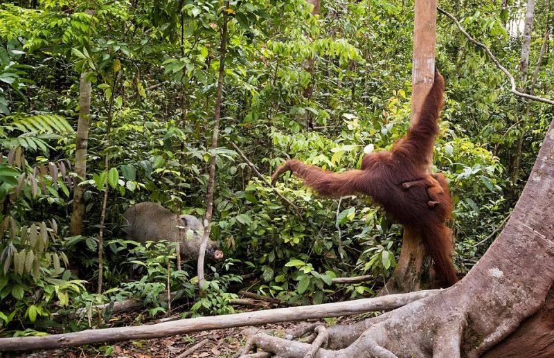 Самка орангутанга отогнала палкой кабана от своего детеныша