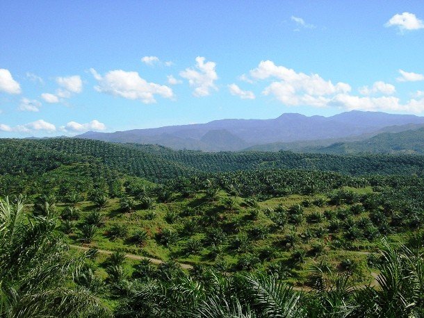 25 шокирующих и печальных фактов про пальмовое масло