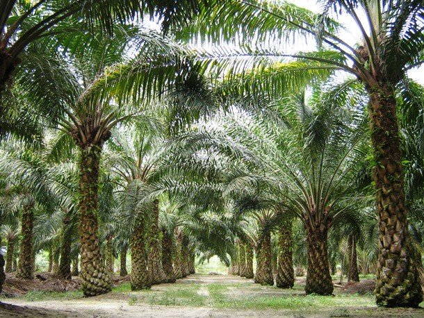 25 шокирующих и печальных фактов про пальмовое масло