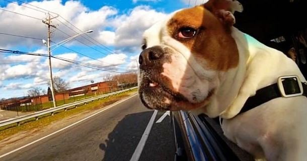 Собаки, которые обожают ветер и поездки на машине