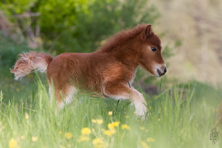 30 максимально милых миниатюрных лошадей