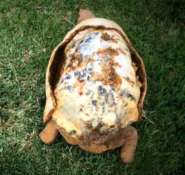Черепаха получила напечатанный на 3D-принтере новый панцирь