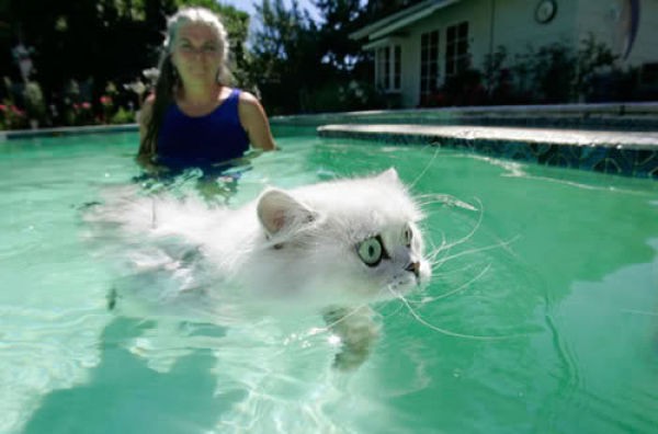 Коты и вода
