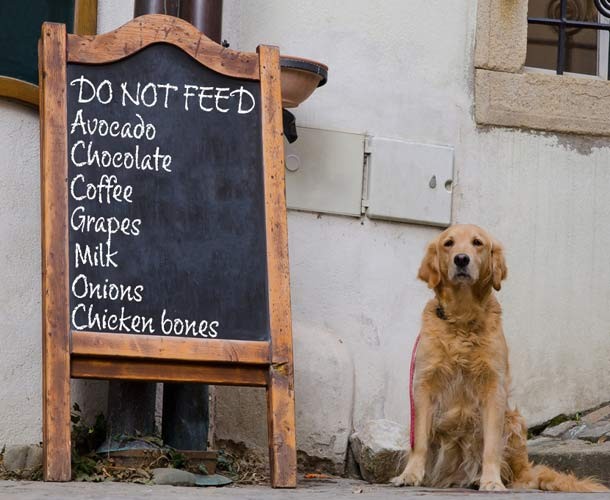 О чём важно знать каждому хозяину собаки