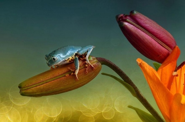 Красота лягушек на ярких фотографиях