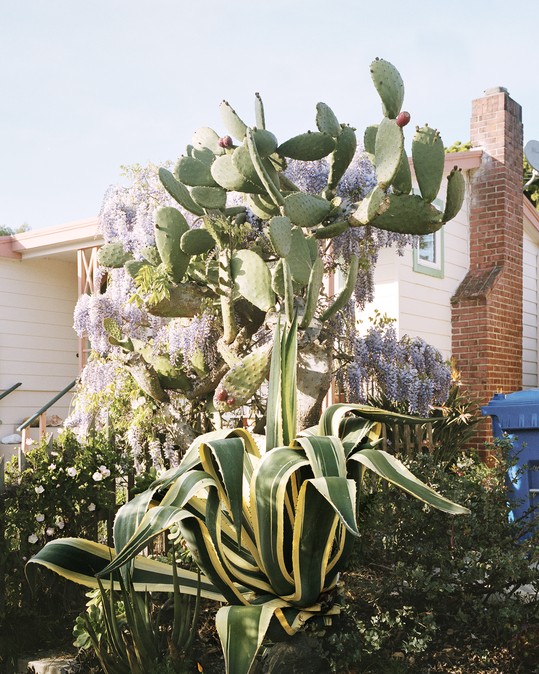 Причудливые растения и дома в Калифорнии
