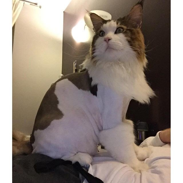 18 подстриженных котов, которые явно недовольны своей новой прической