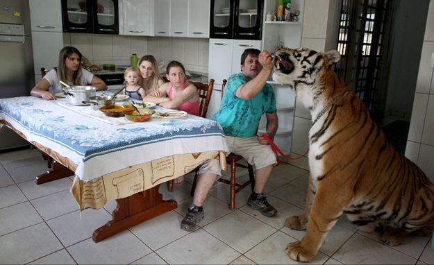 Бразильская семья живет в доме с семью тиграми