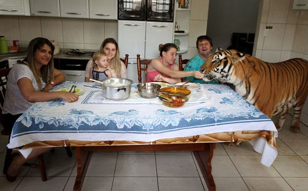 Бразильская семья живет в доме с семью тиграми