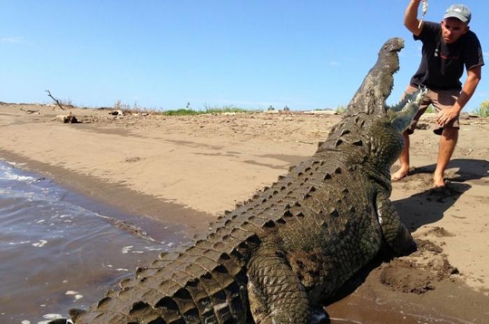 Заклинатель крокодилов из Коста-Рики