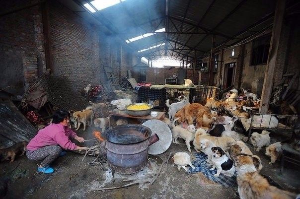Женщина выкупила сотню собак со скотобойни в Китае