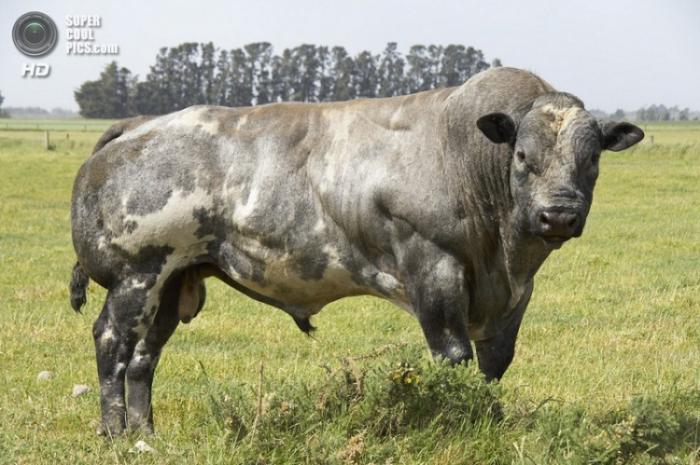 Бельгийские коровы-мутанты