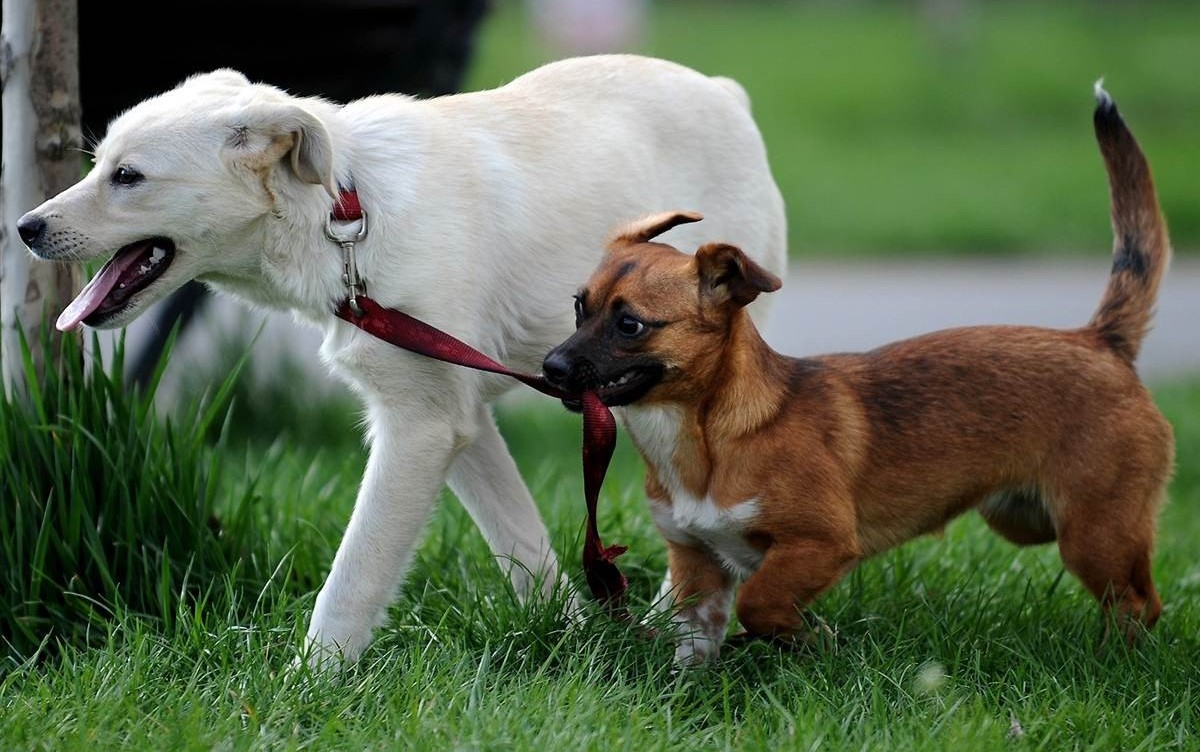 5 фактов о собаках и их отношении к человеку