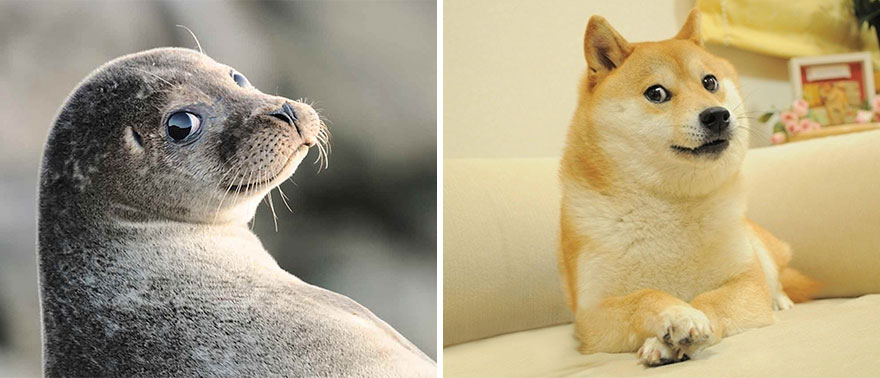 Милые и забавные морские котики очень похожи на собачек