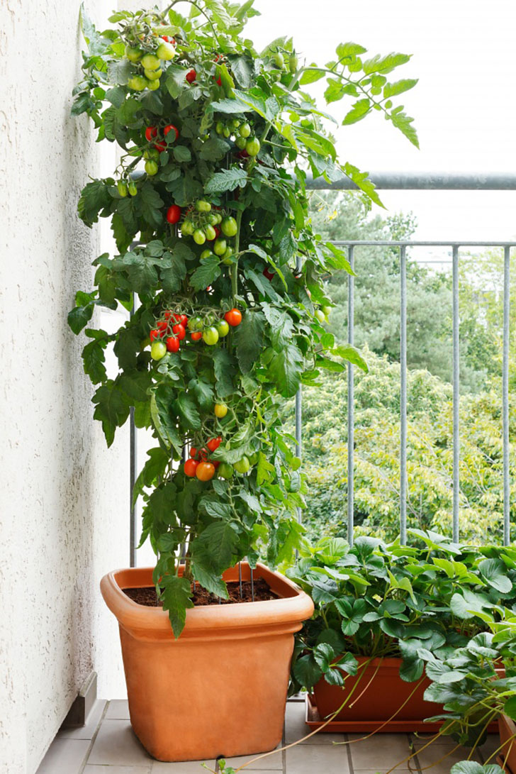 18 интересных идей, чтобы устроить сад прямо у себя дома
