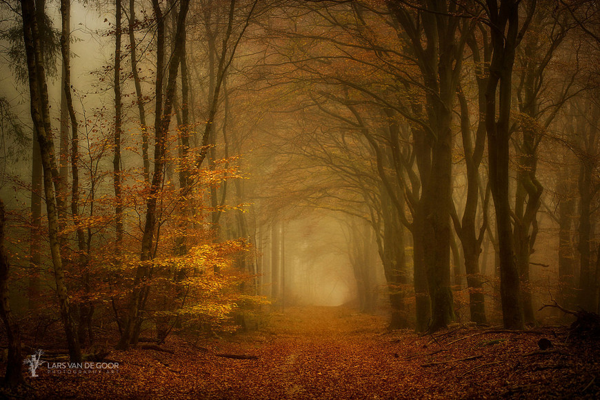 Лесные пейзажи от голландского фотографа Ларса ван де Гура