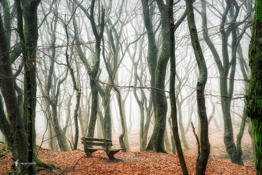 Лесные пейзажи от голландского фотографа Ларса ван де Гура