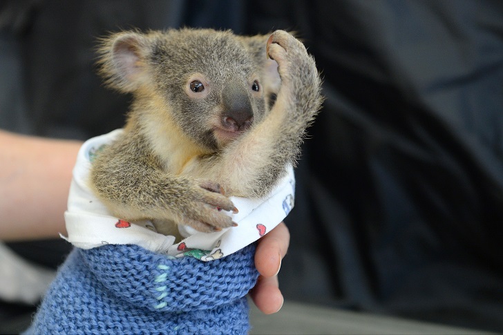 Малыш коала не отошел от матери во время операции