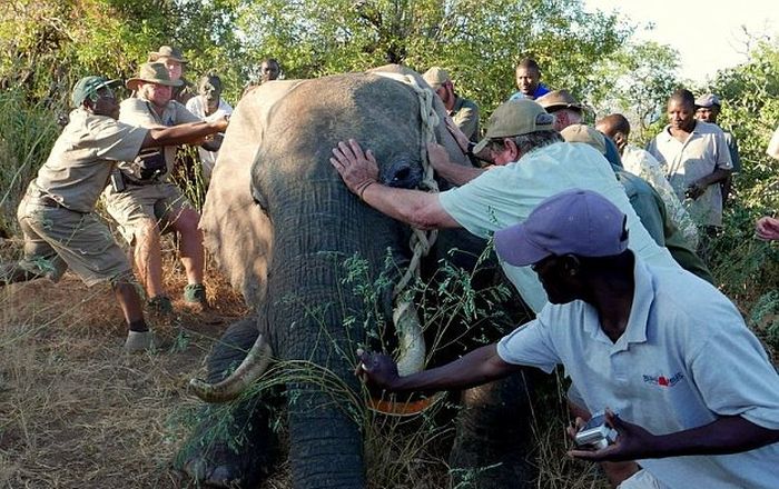 В Зимбабве раненный браконьерами слон обратился за помощью к людям
