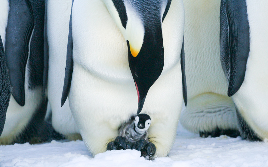 Как самцы императорских пингвинов заботятся о своём потомстве
