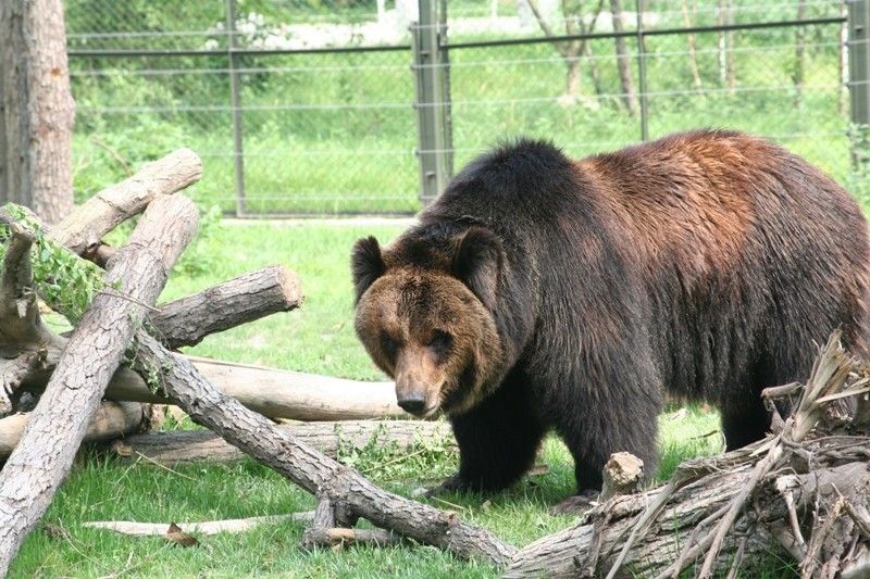 Медведь, спасенный с желчной фермы в Китае