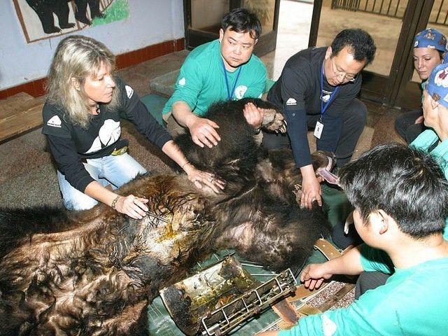 Медведь, спасенный с желчной фермы в Китае