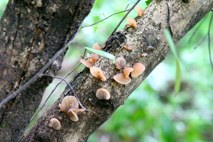 Самые необычные грибы мира