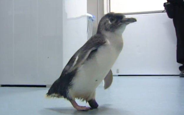 Протез для пингвина, напечатанный на 3D-принтере