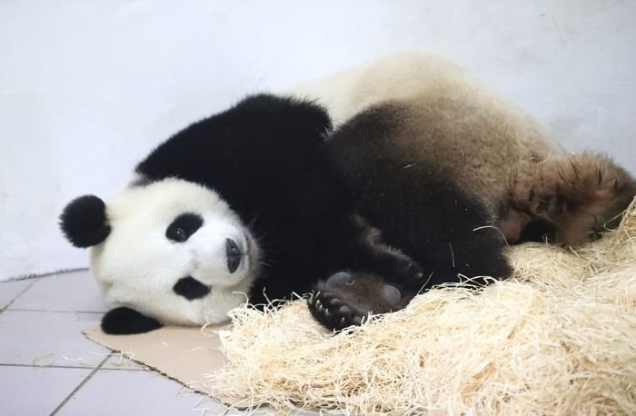В бельгийском зоопарке у панды родился медвежонок