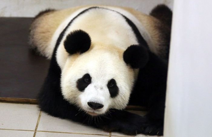 В бельгийском зоопарке у панды родился медвежонок